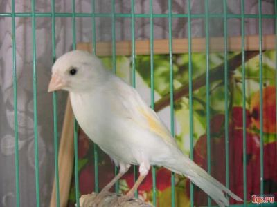 Лот: 6718066. Фото: 1. Кенар поющий. Птицы