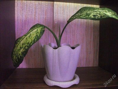 Лот: 2215938. Фото: 1. Диффенбахия пятнистая /Dieffenbachia... Горшечные растения и комнатные цветы