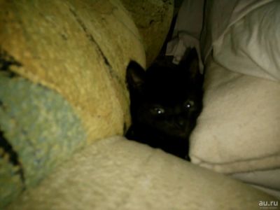Лот: 10200924. Фото: 1. Джек. Кошки, котята