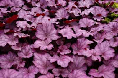 Лот: 12492864. Фото: 1. Гейхера Wild Rose. Садовые цветы
