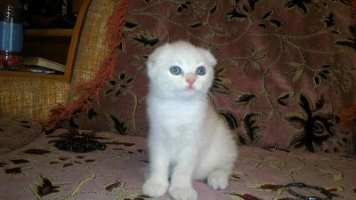 Лот: 11619249. Фото: 1. Котенок шотландец вислоухий. Кошки, котята