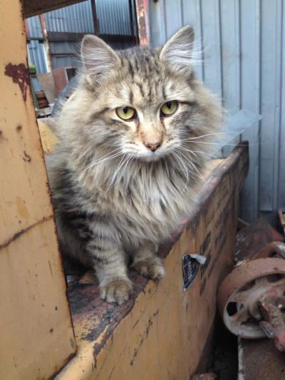 Лот: 4338412. Фото: 1. Найден кот, ищем новый дом!!. Кошки, котята