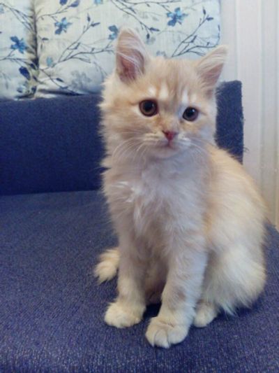 Лот: 6405853. Фото: 1. Маленький лев. Кошки, котята