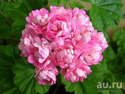 Лот: 14300584. Фото: 1. Пеларгония Anita. Горшечные растения и комнатные цветы