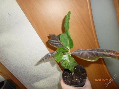 Лот: 2471261. Фото: 1. Кротон Экселент. Горшечные растения и комнатные цветы