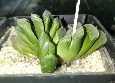 Лот: 18498347. Фото: 1. хавортия Чевагри Haworthia cv... Горшечные растения и комнатные цветы