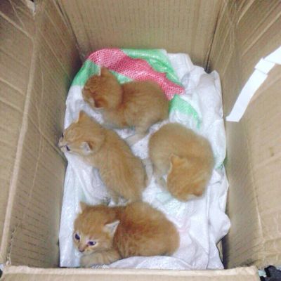 Лот: 6053922. Фото: 1. Котята в добрые руки. Кошки, котята