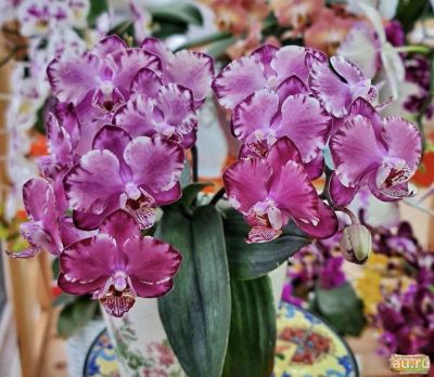 Лот: 18185332. Фото: 1. Орхидея Фаленопсис капучино. Горшечные растения и комнатные цветы