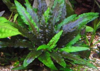 Лот: 2519166. Фото: 1. Криптокорина Венда sp Green, Tropica... Водные растения