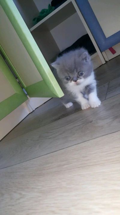Лот: 13902785. Фото: 1. Кот-экзот. Кошки, котята