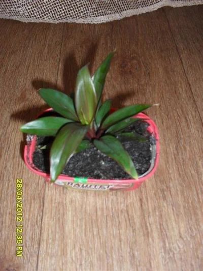 Лот: 1776320. Фото: 1. кордилина пальма. Горшечные растения и комнатные цветы