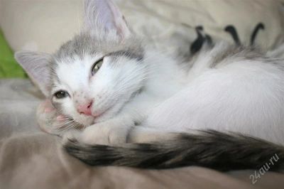 Лот: 1803735. Фото: 1. Подарю своего найденыша в заботливые... Кошки, котята
