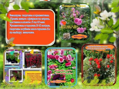 Лот: 25081355. Фото: 1. Георгины, хризантемы. Садовые цветы