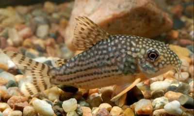 Лот: 4302747. Фото: 1. Коридорас Штерба (Corydoras sterbai... Рыбки