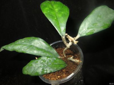 Лот: 13617172. Фото: 1. Хойя Hoya finlaysonii cv. Lalia. Горшечные растения и комнатные цветы