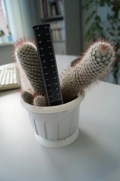 Лот: 3117183. Фото: 1. Кактусы-Коллекция -Mammillaria... Горшечные растения и комнатные цветы