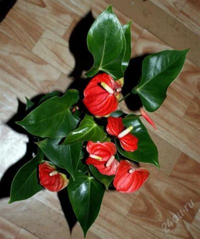 Лот: 1369733. Фото: 1. Антуриум красный. Горшечные растения и комнатные цветы