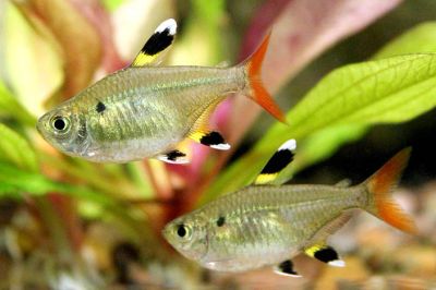 Лот: 6653089. Фото: 1. Пристелла (Pristella maxilaris... Рыбки