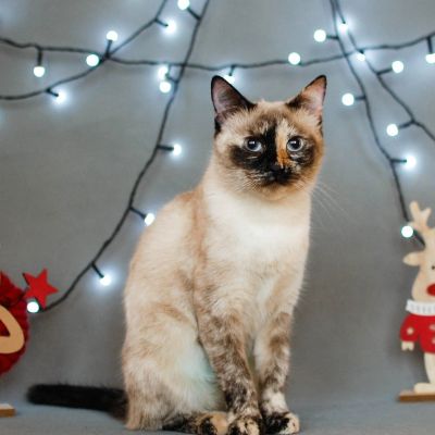 Лот: 13264306. Фото: 1. Отдам в добрые руки Кошку Каромелл. Кошки, котята