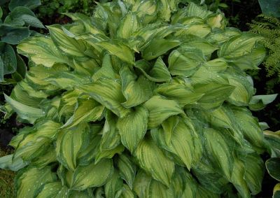 Лот: 4160811. Фото: 1. хоста 'Альбопикта' (Hosta Albopicta... Садовые цветы