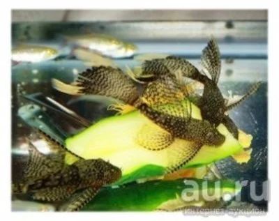 Лот: 13339622. Фото: 1. Анциструс Вуалевый (Ancistrus... Рыбки