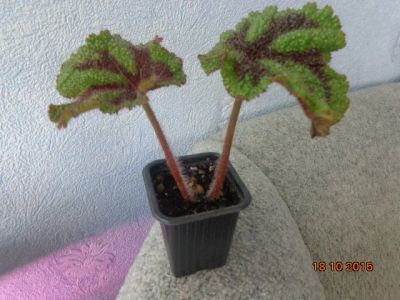 Лот: 6287492. Фото: 1. Бегония Мэсона (Begonia masoniana... Горшечные растения и комнатные цветы