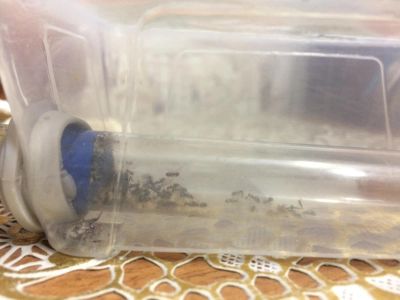 Лот: 11405125. Фото: 1. Колония Муравьев lasius niger... Остальные животные