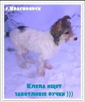 Лот: 3921117. Фото: 1. Небольшая смешная собака. Собаки, щенки