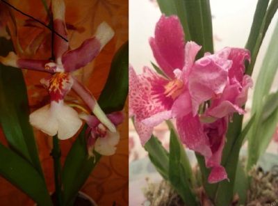 Лот: 8290406. Фото: 1. Орхидея Камбрия. Горшечные растения и комнатные цветы