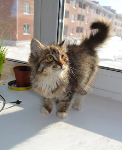 Лот: 7054701. Фото: 1. Срочно отдам котенка!. Кошки, котята