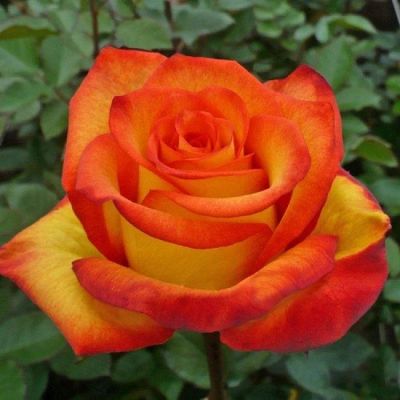 Лот: 17265504. Фото: 1. Роза Ред Голд (Rose Red Gold... Садовые цветы
