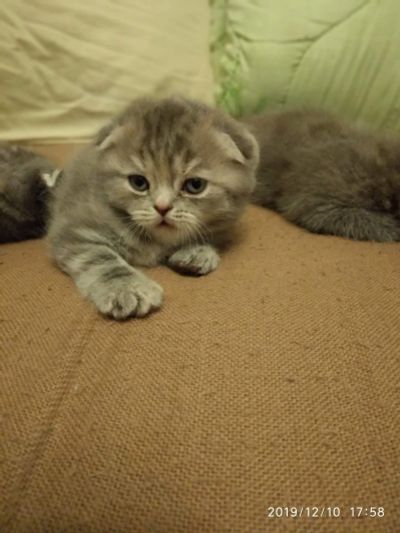 Лот: 15182648. Фото: 1. Шотландские котята. Кошки, котята