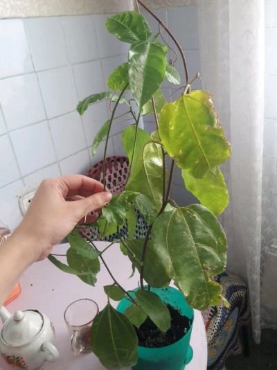 Лот: 11152407. Фото: 1. Пассифлора. Горшечные растения и комнатные цветы
