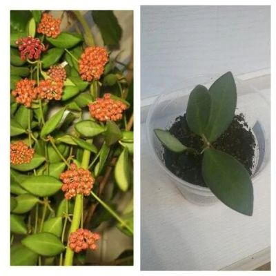 Лот: 10346324. Фото: 1. Хойя Тсанги (Hoya tsangii DS-70... Горшечные растения и комнатные цветы