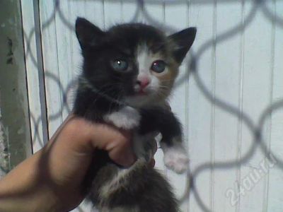 Лот: 422496. Фото: 1. Отдам котенка. Остальные животные