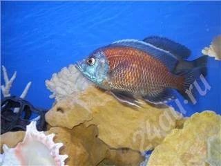 Лот: 204382. Фото: 1. Коданго-взрослые особи (самец... Рыбки
