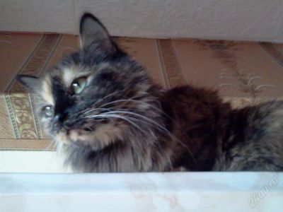 Лот: 2389689. Фото: 1. отдам стер. кошечку. Кошки, котята