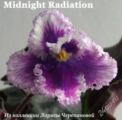 Лот: 2146759. Фото: 1. нету лота и с торгов не убирается. Горшечные растения и комнатные цветы