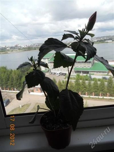 Лот: 2020389. Фото: 1. Гибискус. Горшечные растения и комнатные цветы