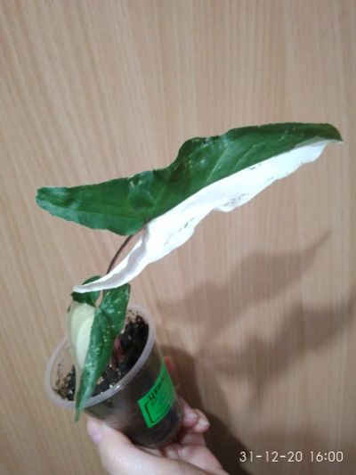 Лот: 17052479. Фото: 1. Сингониум Imperial White. Горшечные растения и комнатные цветы
