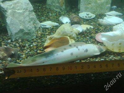 Лот: 257342. Фото: 1. Клариасы (Clarias batrachus). Рыбки