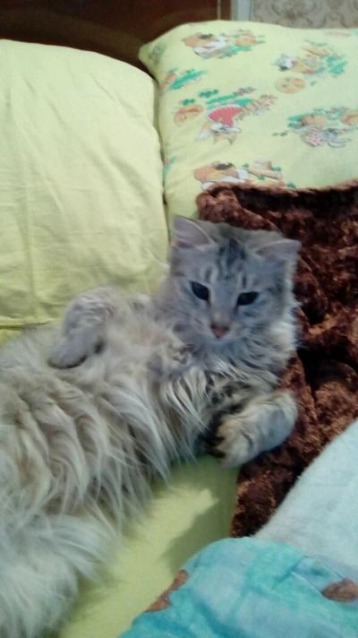 Лот: 8250481. Фото: 1. Ищем жениха. Кошки, котята
