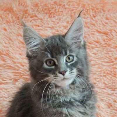Лот: 9196387. Фото: 1. Котенок мейн-кун. Кошки, котята