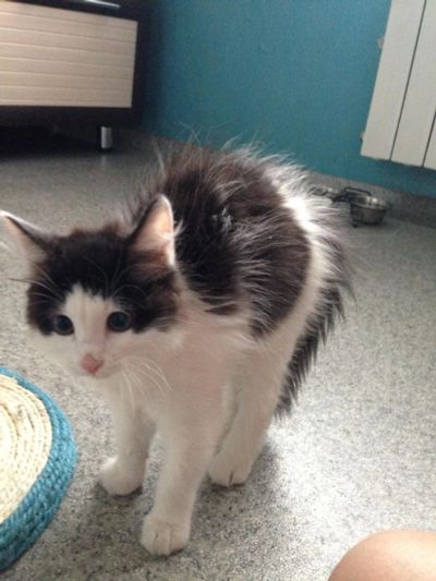 Лот: 7600571. Фото: 1. Котенок ищет семью. Кошки, котята