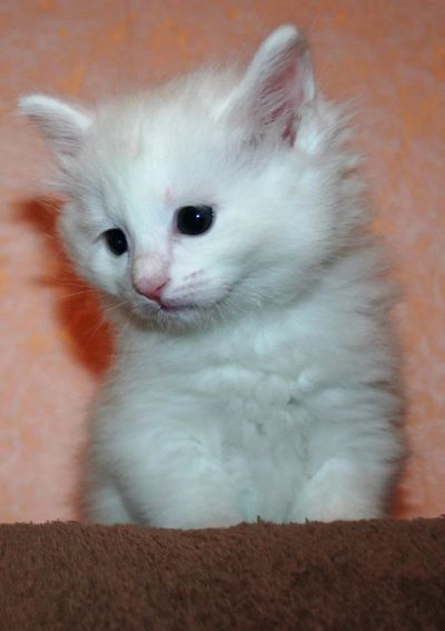 Лот: 3365490. Фото: 1. Белый пушистый котик. Кошки, котята