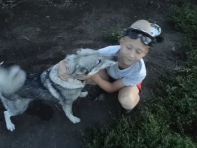 Лот: 4563553. Фото: 1. лайка. Собаки, щенки