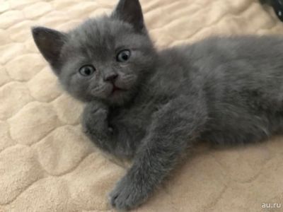 Лот: 9394424. Фото: 1. Шотландский котёнок. Кошки, котята
