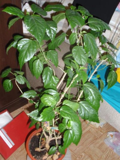Лот: 3921705. Фото: 1. китайская роза. Горшечные растения и комнатные цветы
