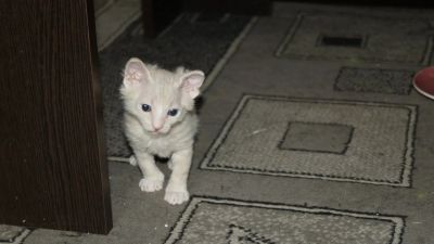Лот: 7408918. Фото: 1. Кот. Кошки, котята