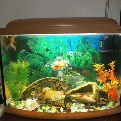 Лот: 16270801. Фото: 1. Аквариум AquaPlus со всем необходимым... Рыбки